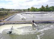 Tambak Udang di Sulawesi Selatan Hemat Belasan Juta per Bulan Berkat Listrik Hijau PLN