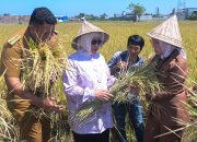 Indira Yusuf Ismail Tinjau Sawah dan Borong Hasil Panen Pangan Petani di Musyawarah Tani Abbulo Sibatang