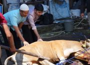 Idul Adha 1445 Hijriah, PLN UID Sulselrabar Bagikan 5 Ton Daging Hasil 74 Ekor Hewan Kurban