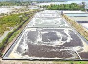 Tambak Udang di Sulawesi Selatan Hemat Belasan Juta per Bulan Berkat Listrik Hijau PLN