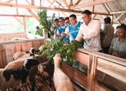 Terus Kembangkan Bahan Co-Firing Biomassa, PLN Bersama Kementan Luncurkan Model Pertanian Terpadu