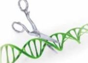 Dinkes Makassar Sarankan Aplikasi Potensial CRISPR